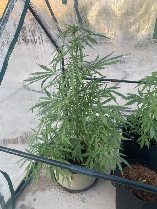 2024 winter outdoor grow. Week 0