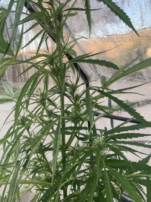 2024 winter outdoor grow. Week 0