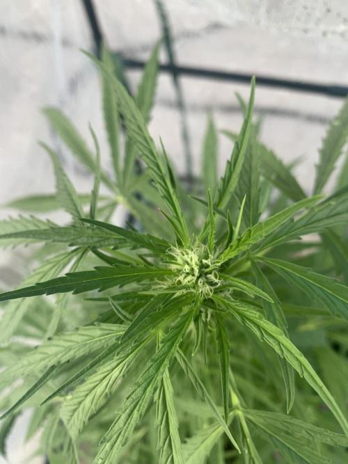 2024 winter outdoor grow. Week 5