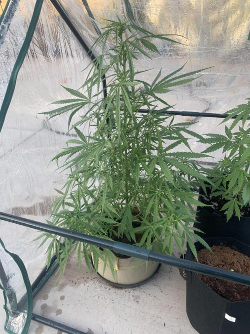 2024 winter outdoor grow. Week 5