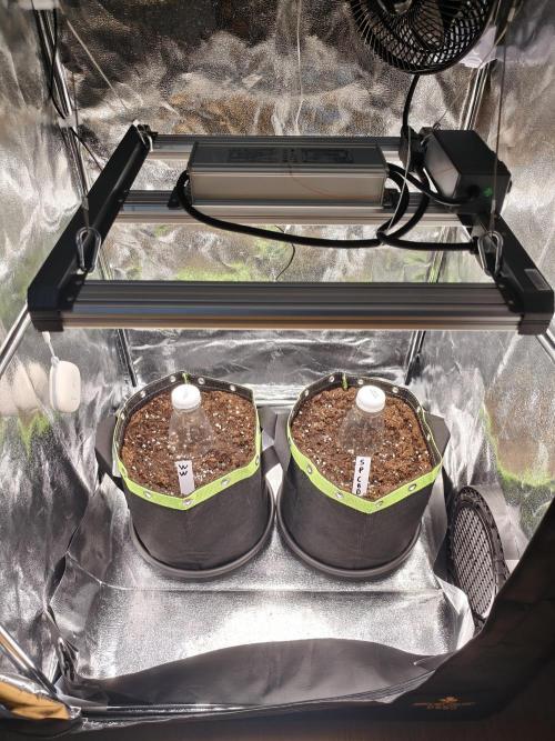 Auto White Widow / Sweet Pure Auto CBD. Week 0