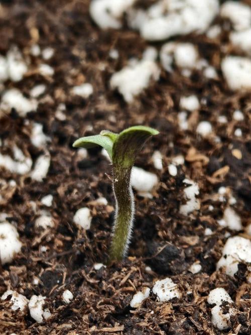 Auto White Widow / Sweet Pure Auto CBD. Week 1 - WW