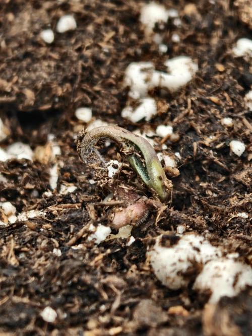 Auto White Widow / Sweet Pure Auto CBD. Week 1 - SPCBD - Helmet-head