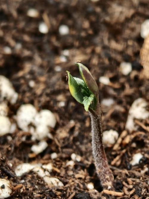 Auto White Widow / Sweet Pure Auto CBD. Week 1 - SPCBD - After manual intervention