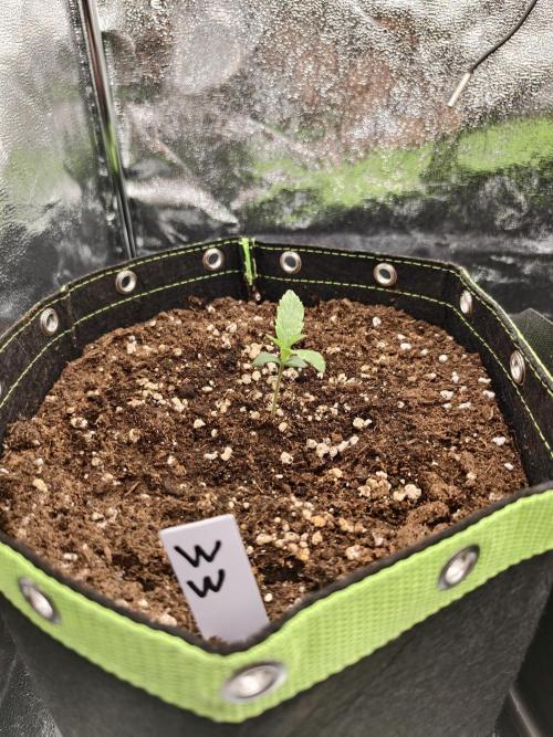 Auto White Widow / Sweet Pure Auto CBD. Week 2