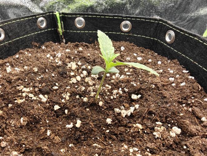 Auto White Widow / Sweet Pure Auto CBD. Week 2