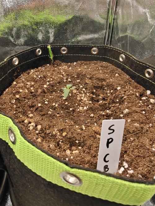 Auto White Widow / Sweet Pure Auto CBD. Week 2