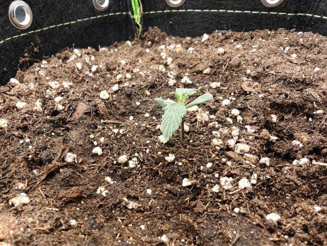 Auto White Widow / Sweet Pure Auto CBD. Week 2