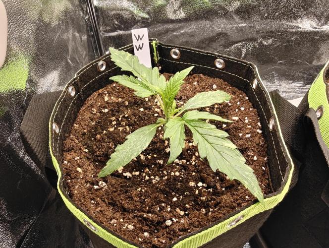 Auto White Widow / Sweet Pure Auto CBD. Week 3