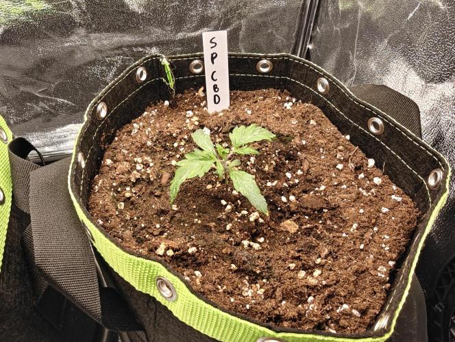 Auto White Widow / Sweet Pure Auto CBD. Week 3