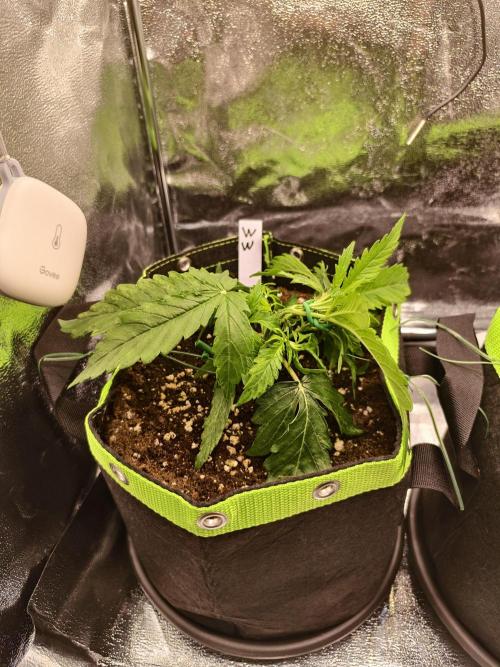 Auto White Widow / Sweet Pure Auto CBD. Week 4