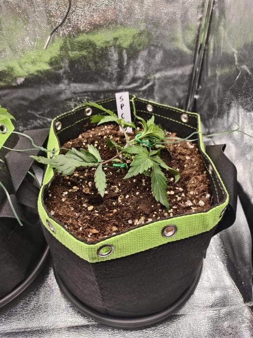 Auto White Widow / Sweet Pure Auto CBD. Week 4