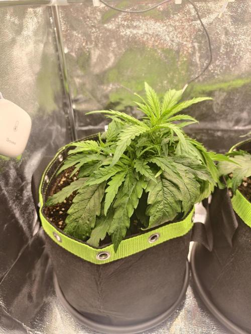 Auto White Widow / Sweet Pure Auto CBD. Week 5