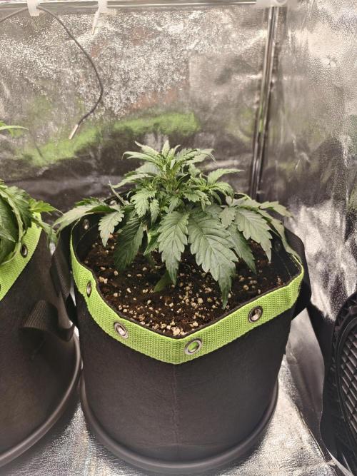 Auto White Widow / Sweet Pure Auto CBD. Week 5