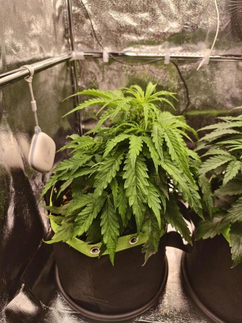 Auto White Widow / Sweet Pure Auto CBD. Week 6