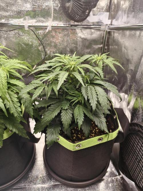 Auto White Widow / Sweet Pure Auto CBD. Week 6