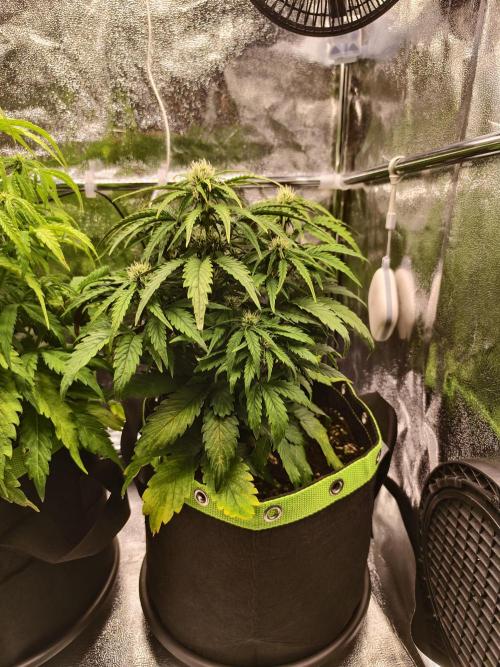 Auto White Widow / Sweet Pure Auto CBD. Week 7