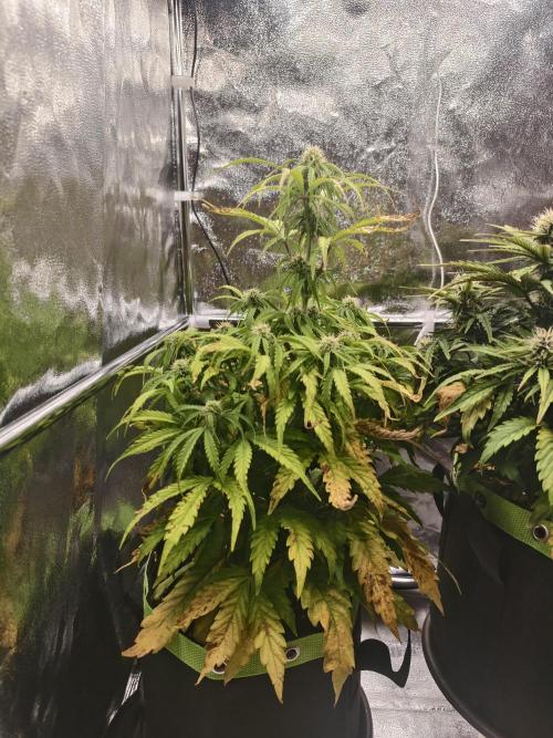 Auto White Widow / Sweet Pure Auto CBD. Week 8