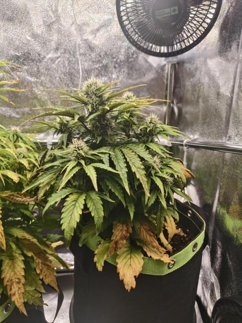 Auto White Widow / Sweet Pure Auto CBD. Week 8