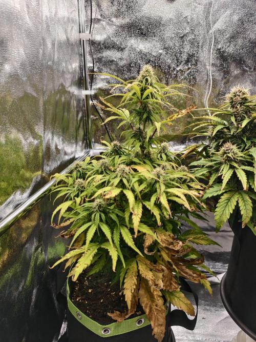 Auto White Widow / Sweet Pure Auto CBD. Week 9