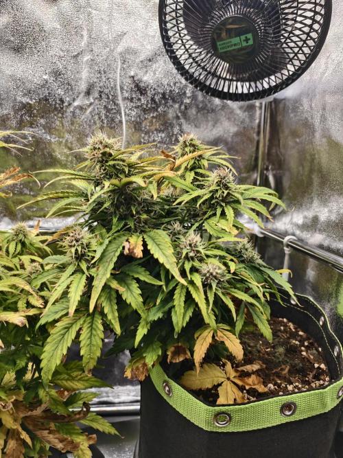 Auto White Widow / Sweet Pure Auto CBD. Week 9