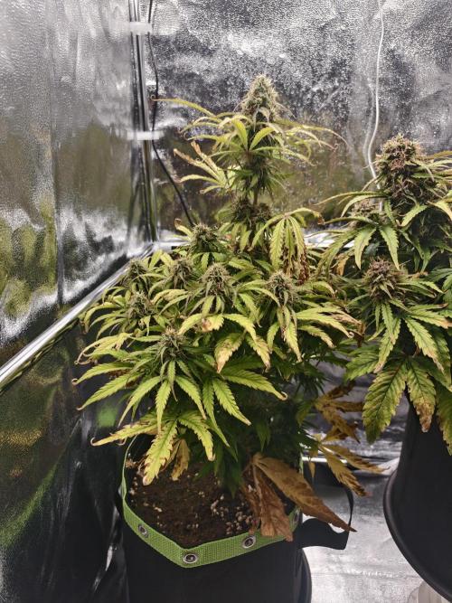 Auto White Widow / Sweet Pure Auto CBD. Week 10