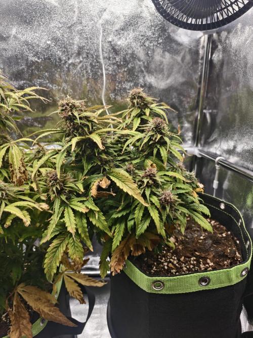 Auto White Widow / Sweet Pure Auto CBD. Week 10