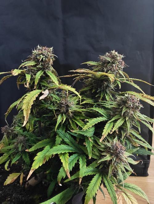 Auto White Widow / Sweet Pure Auto CBD. Week 11