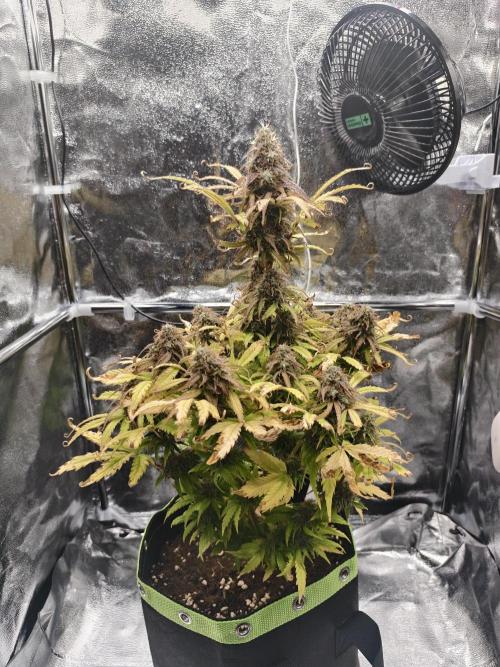 Auto White Widow / Sweet Pure Auto CBD. Week 12