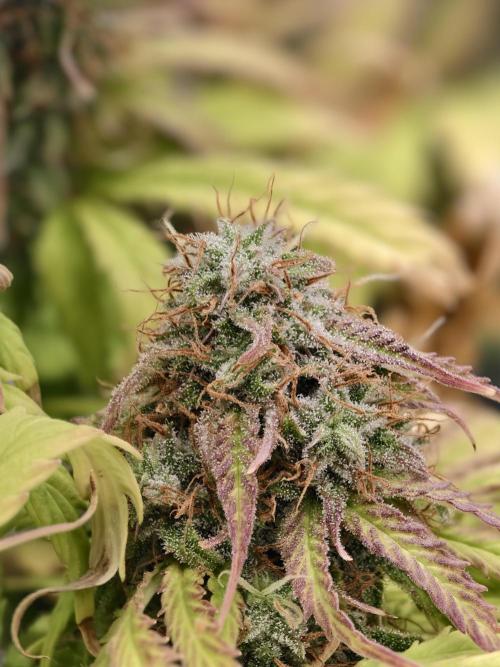 Auto White Widow / Sweet Pure Auto CBD. Week 12