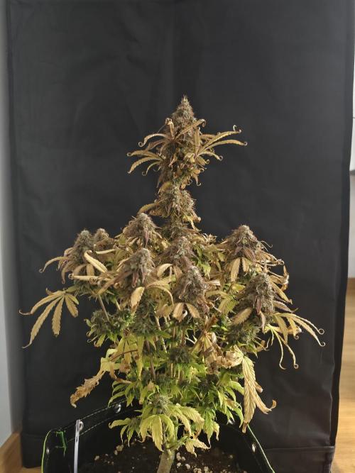 Auto White Widow / Sweet Pure Auto CBD. Week 13