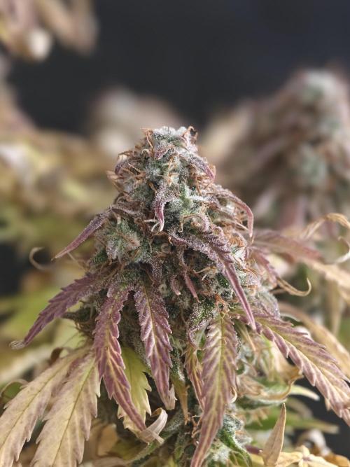 Auto White Widow / Sweet Pure Auto CBD. Week 13