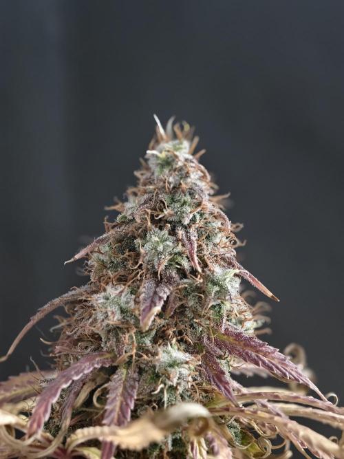 Auto White Widow / Sweet Pure Auto CBD. Week 13