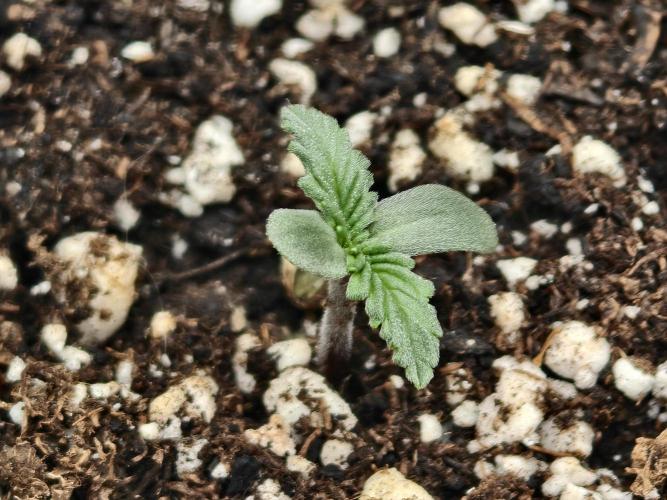 Guava Auto RF3. Week 0