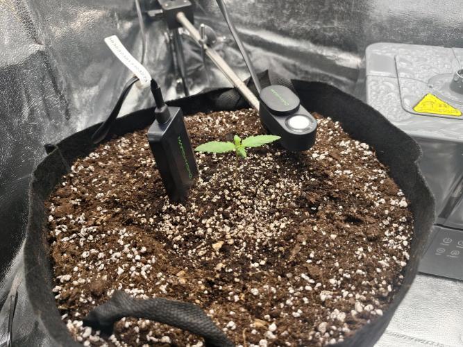 Guava Auto RF3. Week 1