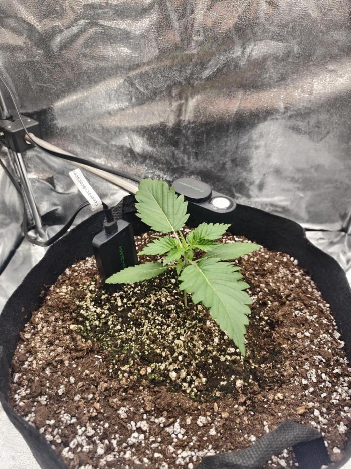 Guava Auto RF3. Week 2