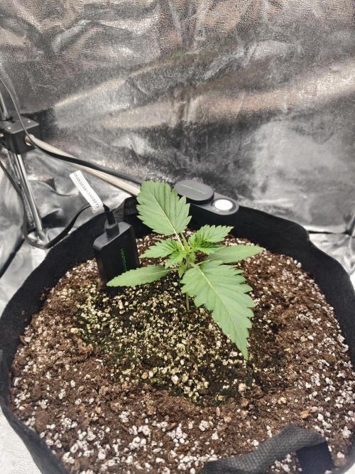 Guava Auto RF3. Week 2