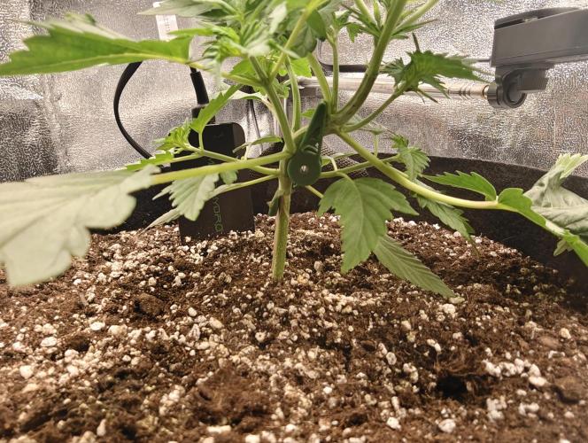 Guava Auto RF3. Week 3