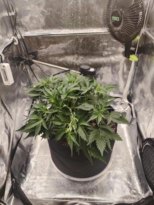 Guava Auto RF3. Week 4