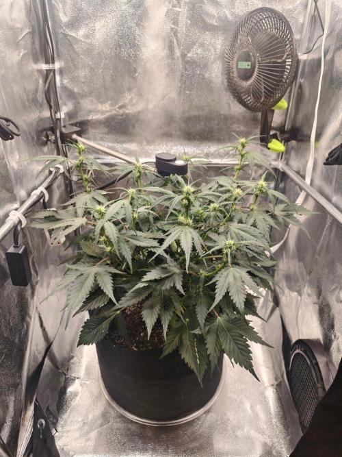 Guava Auto RF3. Week 5