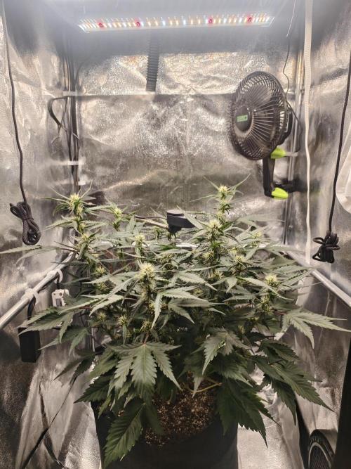Guava Auto RF3. Week 6