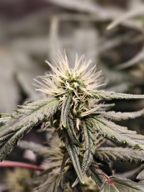 Guava Auto RF3. Week 6