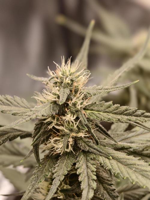 Guava Auto RF3. Week 7