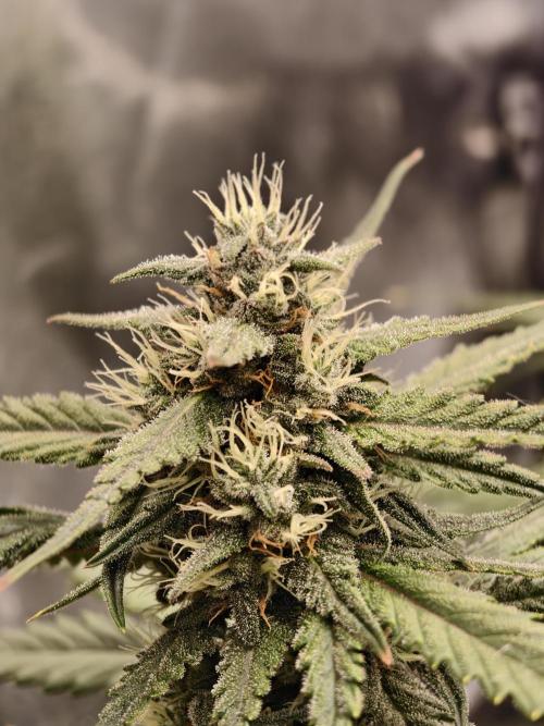 Guava Auto RF3. Week 8