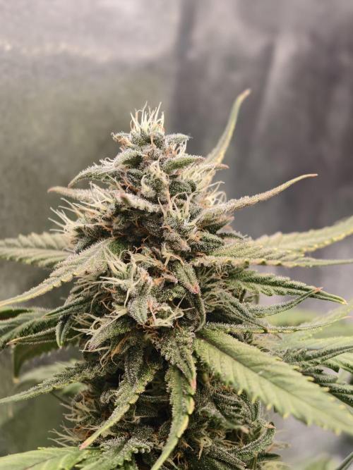 Guava Auto RF3. Week 9