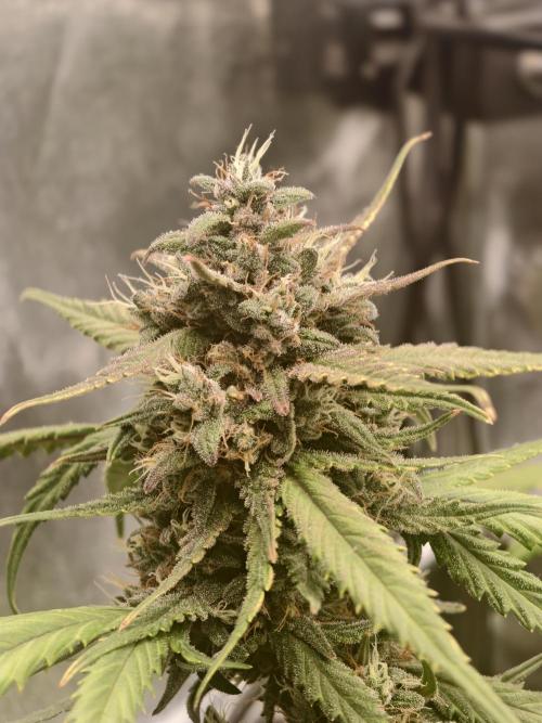 Guava Auto RF3. Week 10