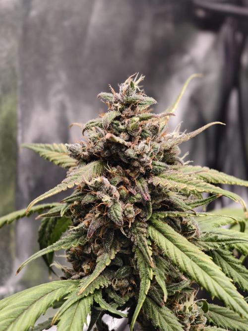 Guava Auto RF3. Week 11