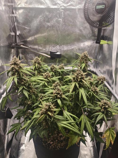 Guava Auto RF3. Week 11