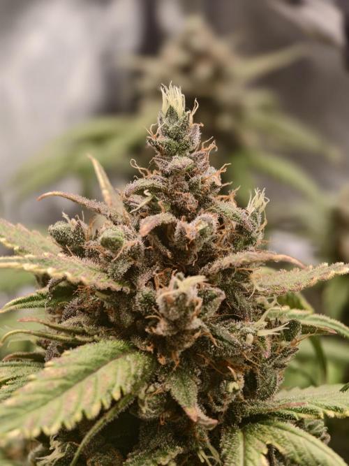 Guava Auto RF3. Week 12