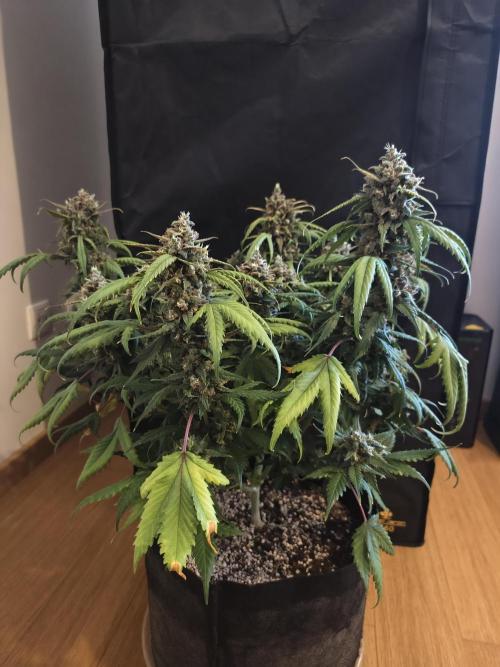 Guava Auto RF3. Week 12